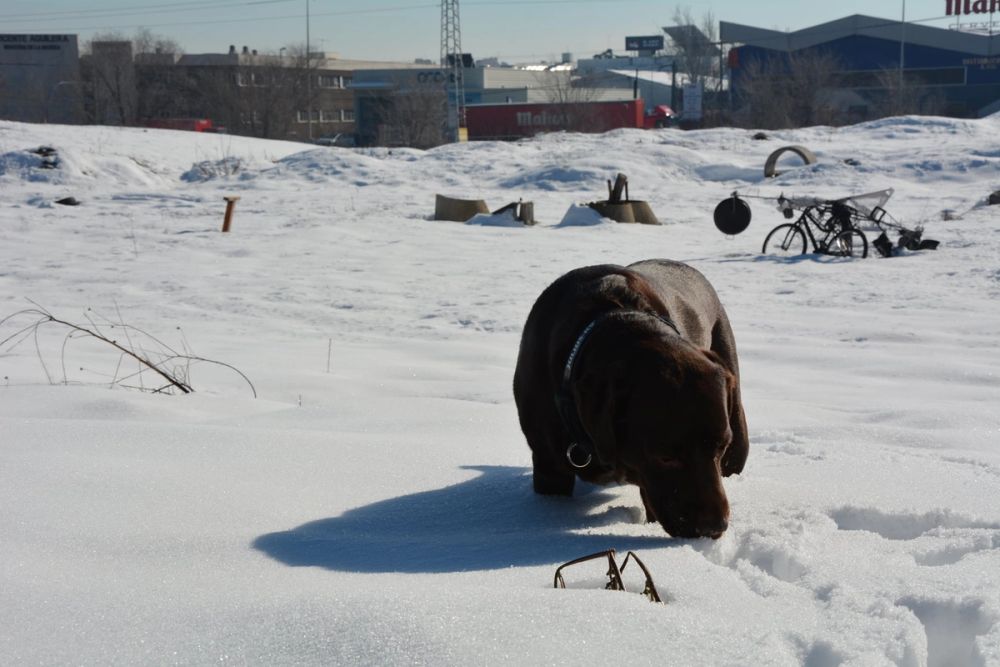 Conan en la nieve (leganes) 2021