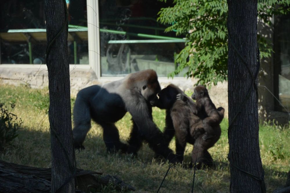 zoo 07-07-2018