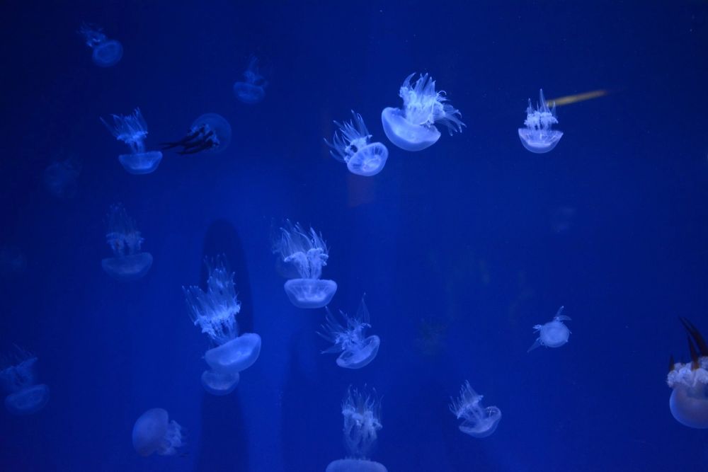 Oceanografic 2022