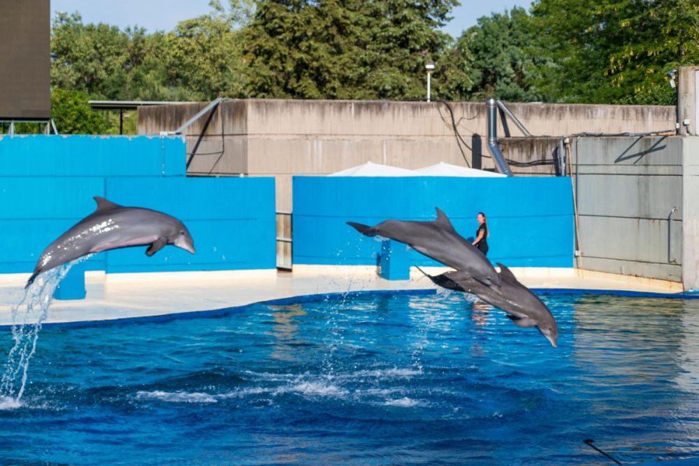 Zoo 17-08-2024