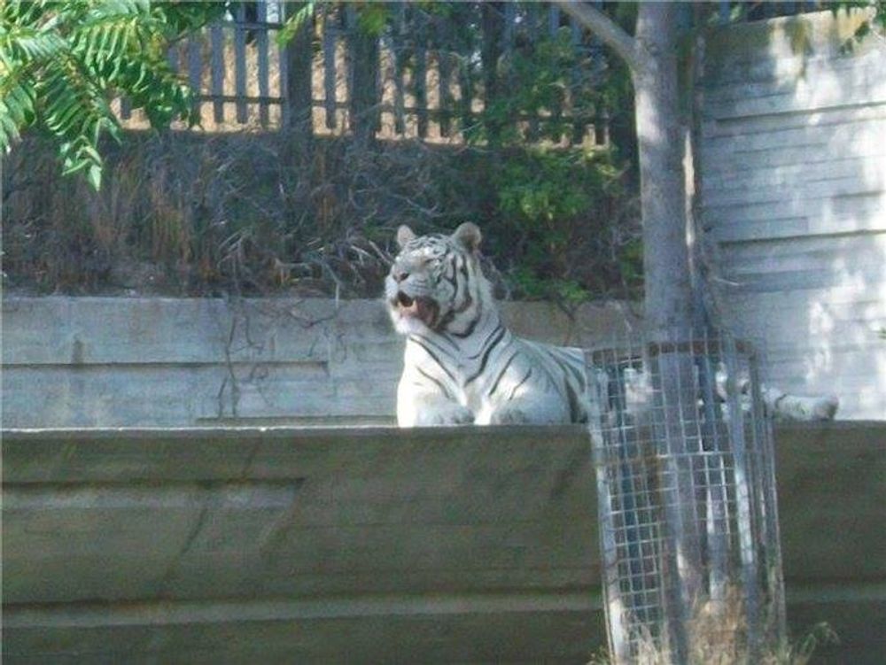 zoo 2010