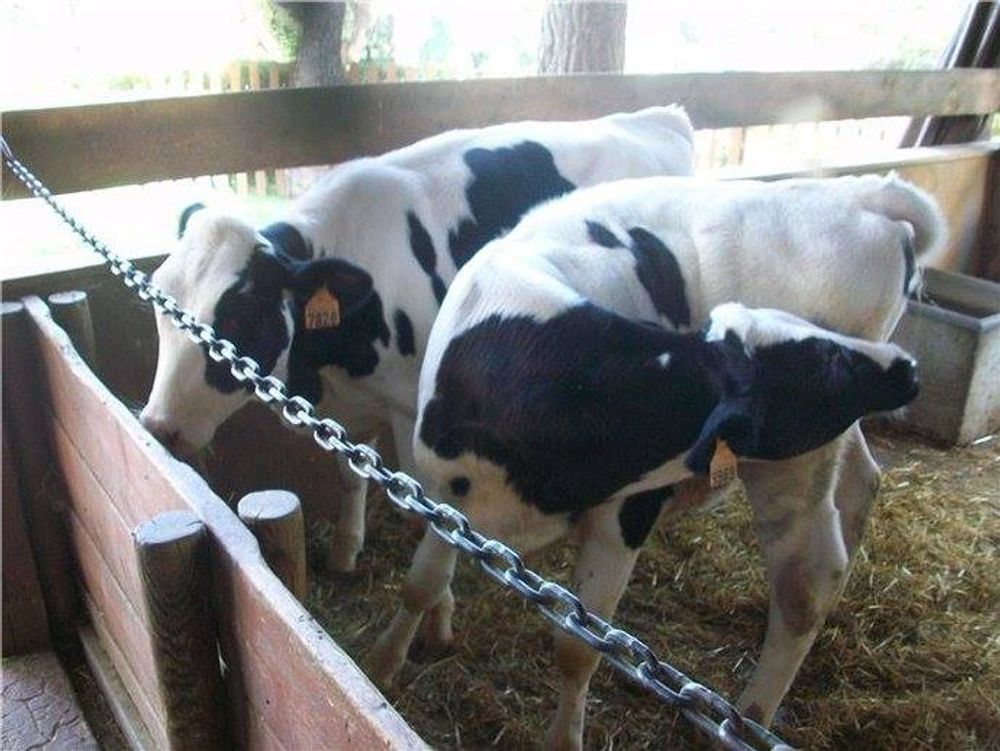 zoo 2010