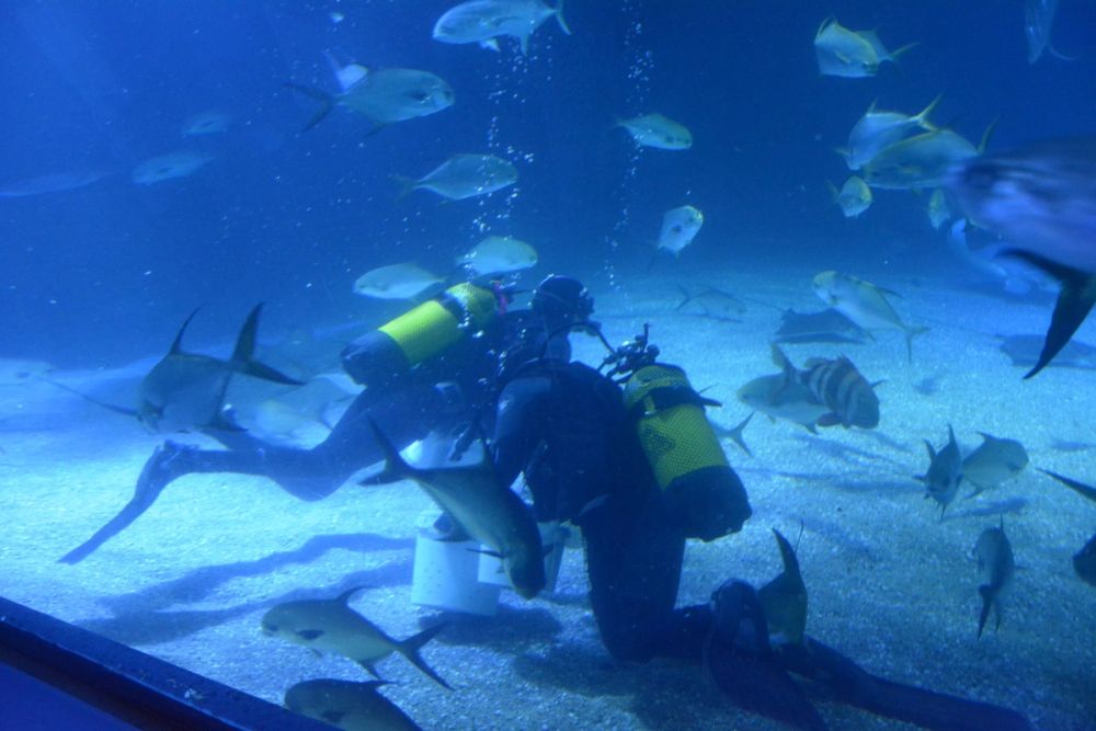 Oceanografic 2022