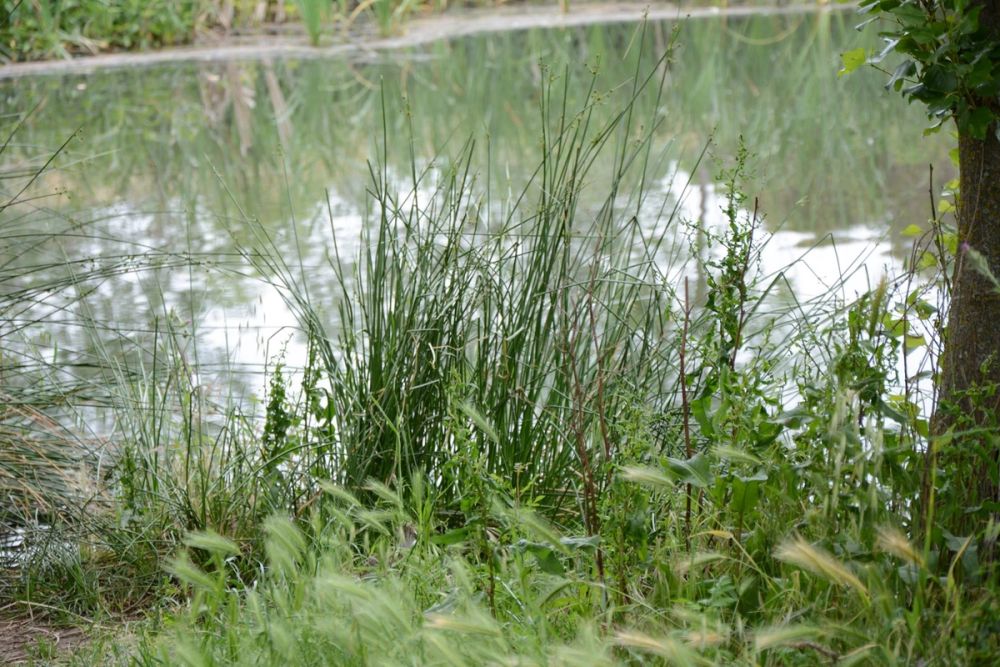 Naturaleza Parque polvoranca (Leganes) 10-06-2019
