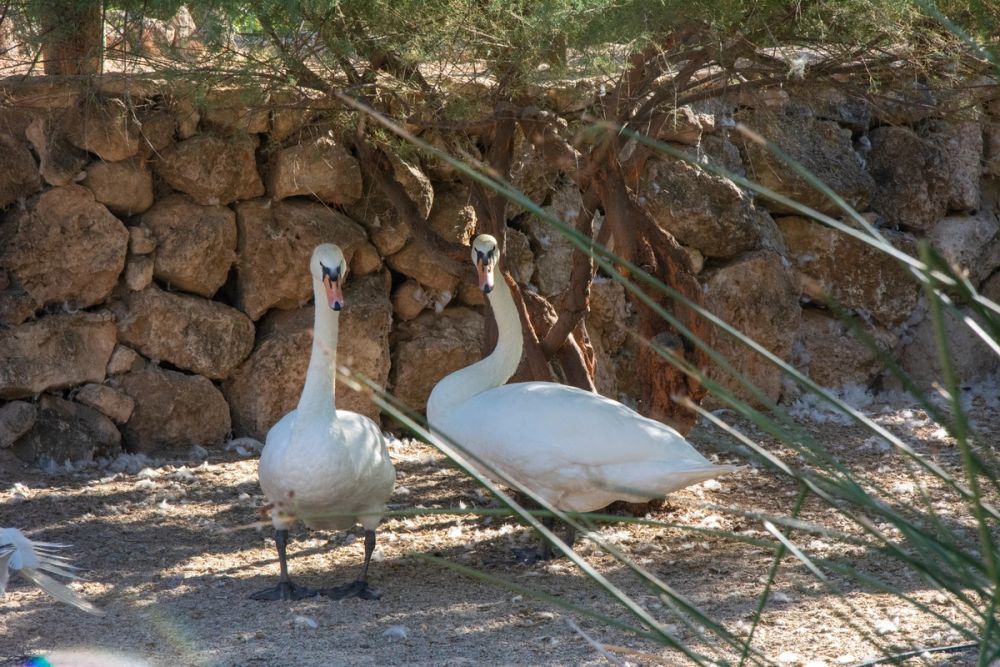 Zoo de Lillo 03-09-2022