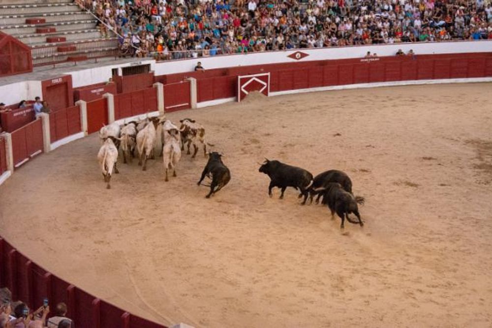 Toros en Colmenar Viejo 22-08-2019