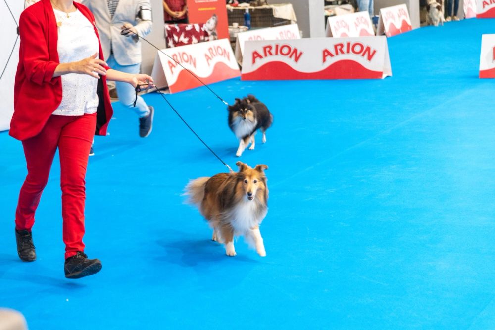 Exposicion canina (ciudad real) 01-06-2024