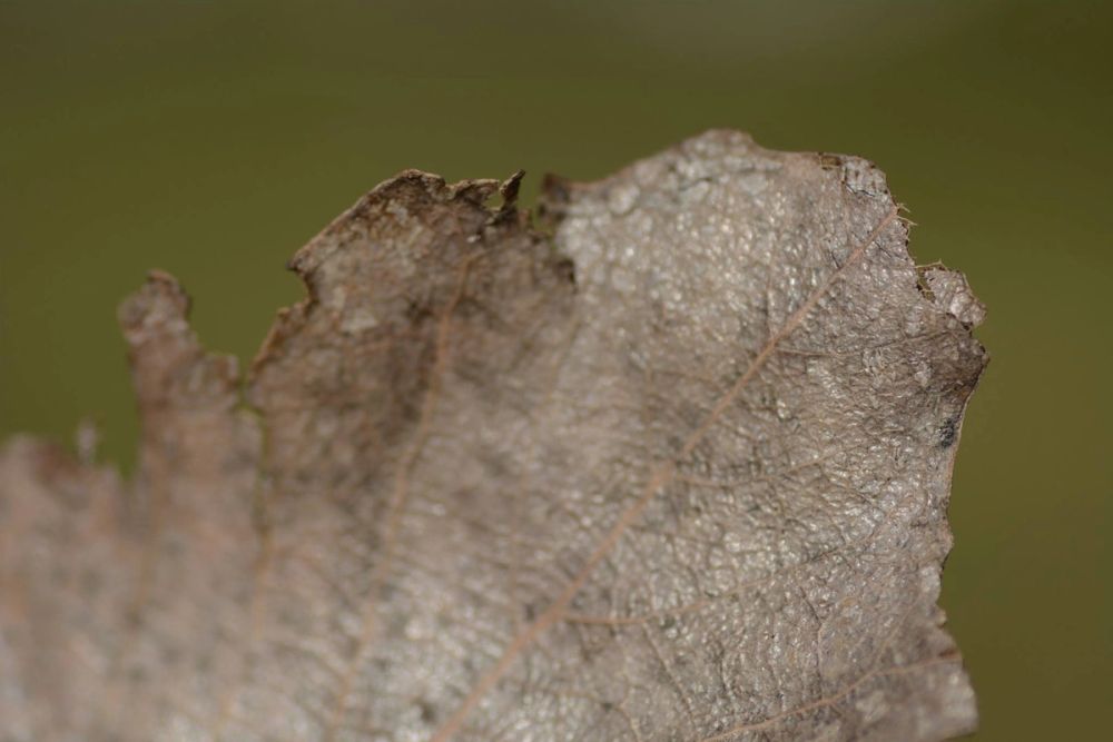 Fotografia Macro 2018