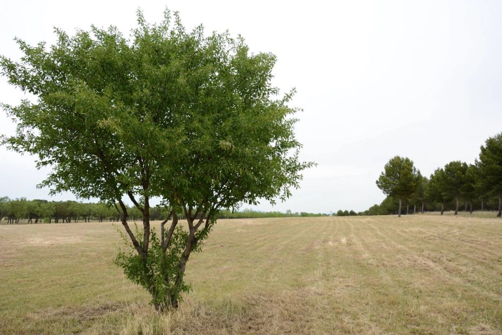 Naturaleza Parque polvoranca (Leganes) 10-06-2019