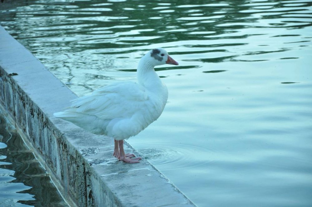 Ocas y patos en parque polvoranca (Leganes) 28-05-2015
