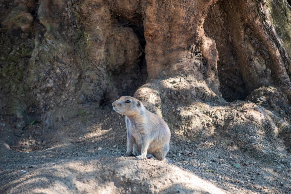 Faunia 03-08-2024