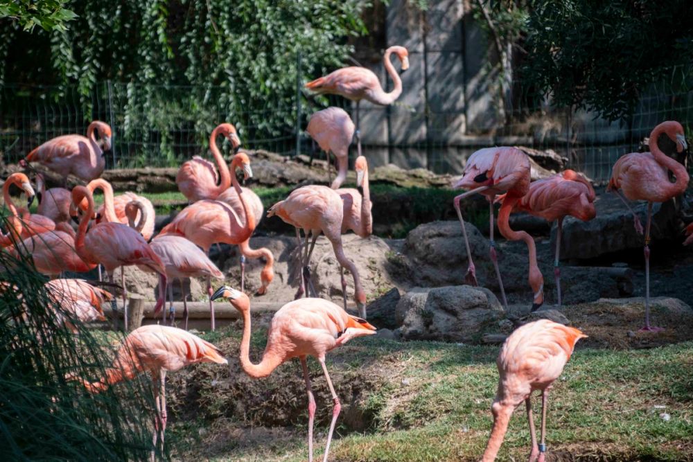 Zoo 29-07-2026