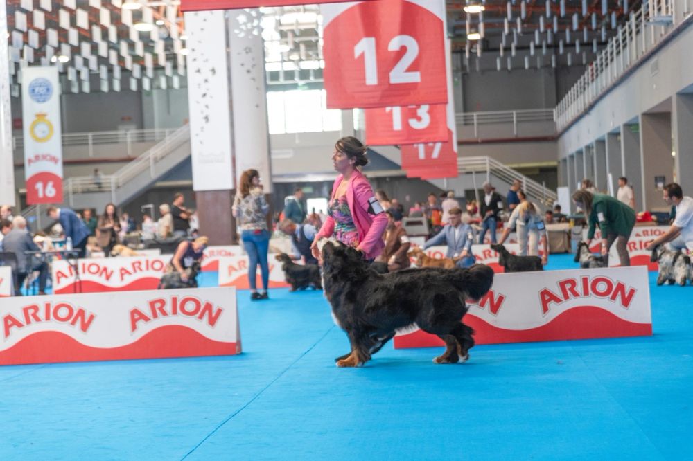 Exposicion canina (ciudad real) 01-06-2024