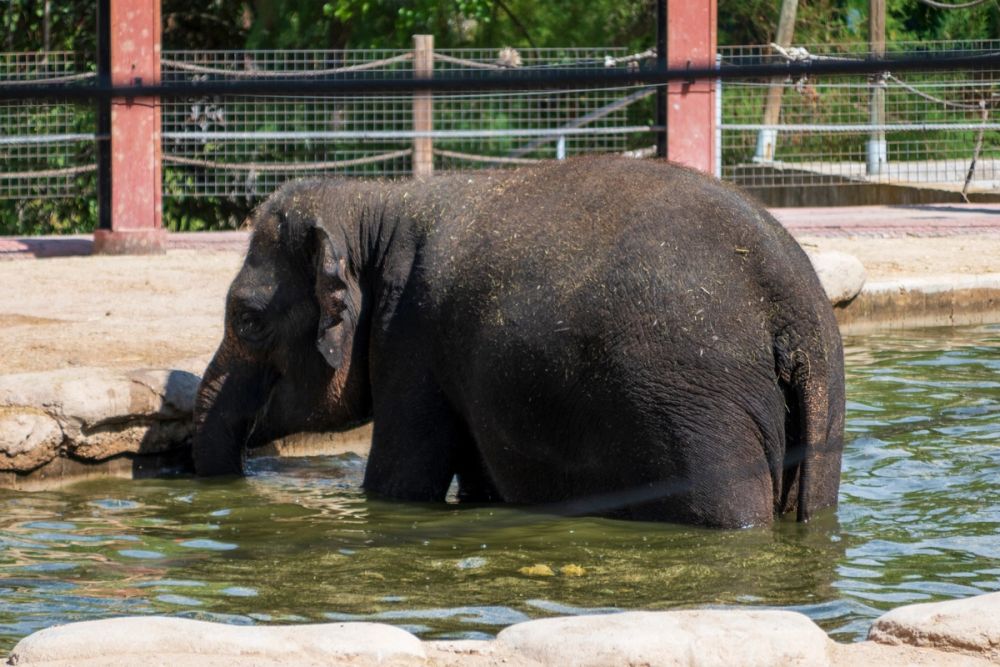 Zoo 17-08-2024