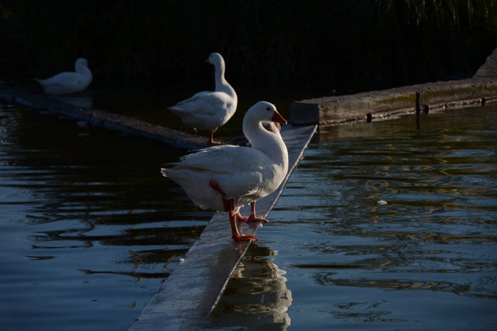 Ocas, patos y carpas en parque polvoranca (Leganes) 18-03-2017