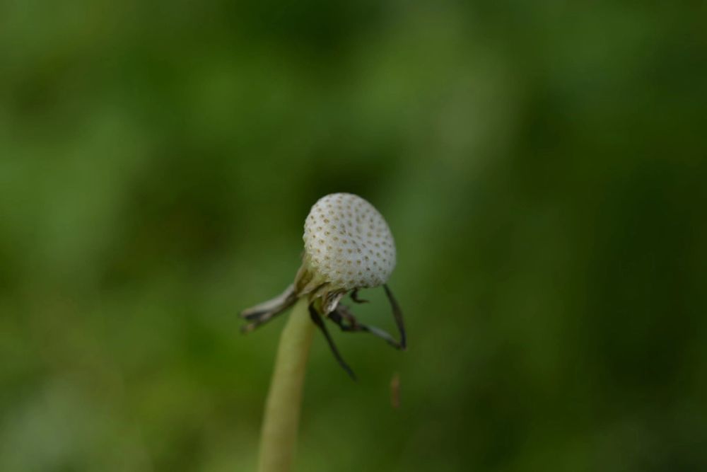Fotografia Macro 03-04-2021