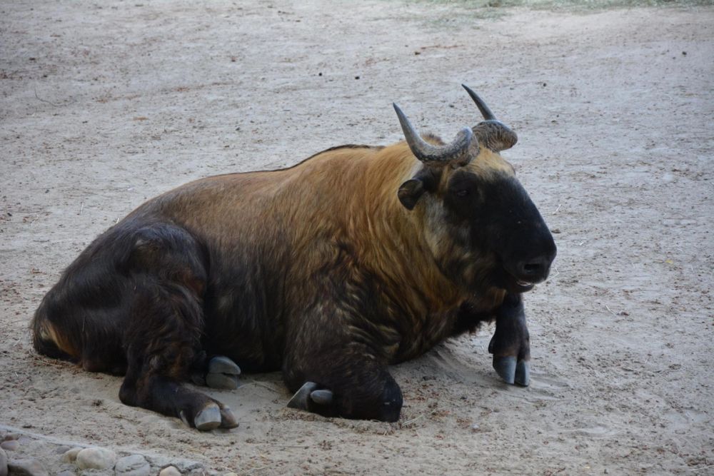 zoo 07-07-2018