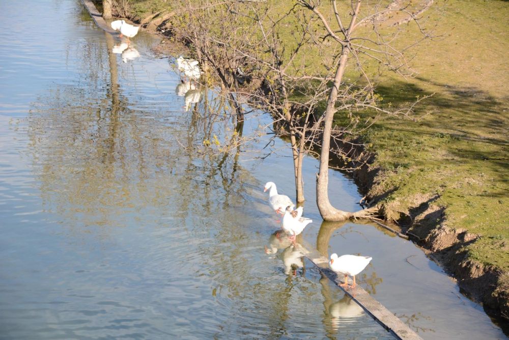 Ocas, patos y carpas en parque polvoranca (Leganes) 18-03-2017