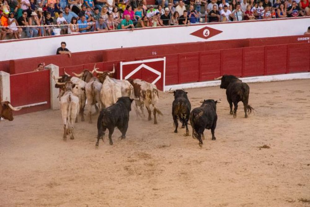 Toros en Colmenar Viejo 22-08-2019