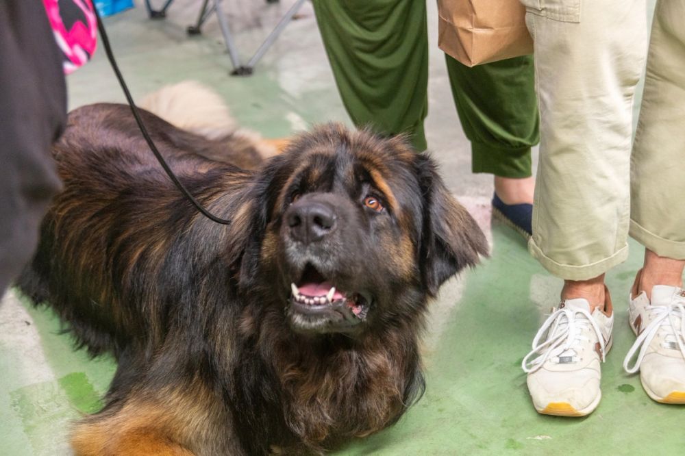 Perretes de la Exposicion canina (ciudad real) 01-06-2024