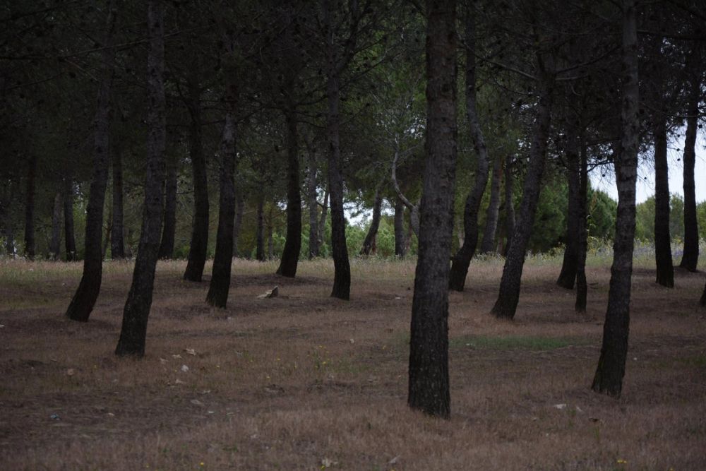 Naturaleza Parque polvoranca (Leganes) 10-06-2019
