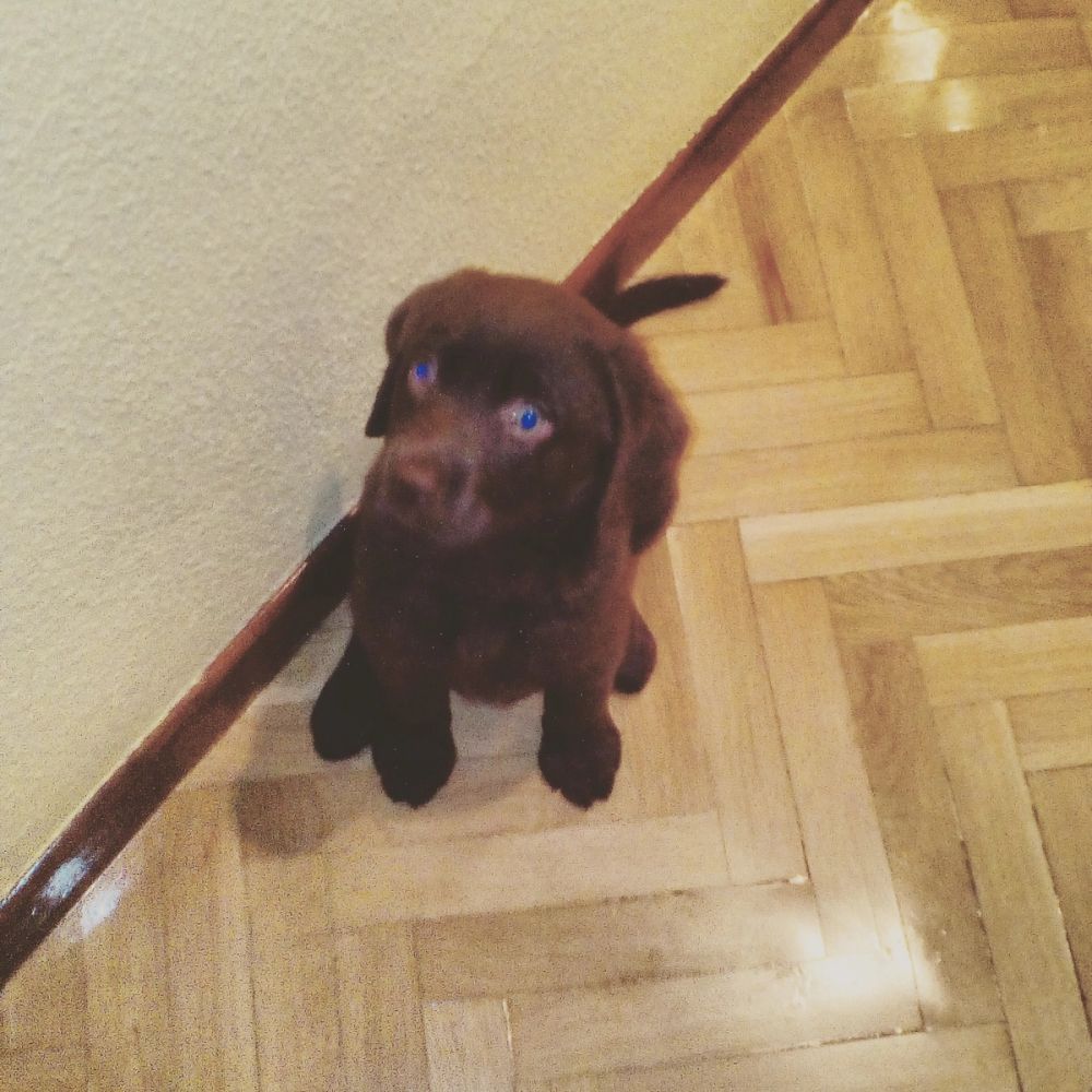 baby Conan