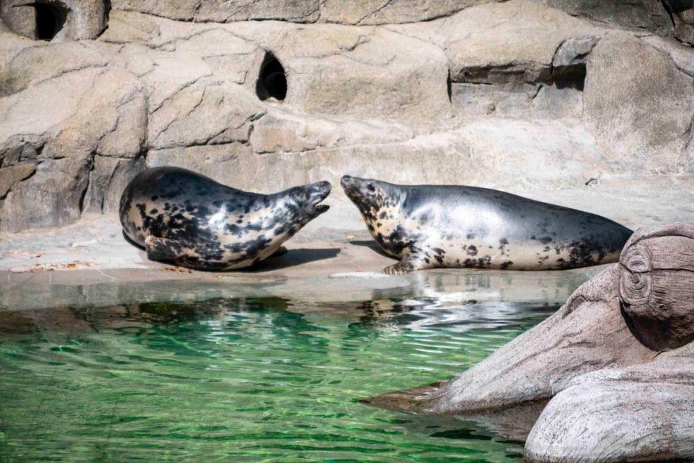 Zoo 29-07-2026
