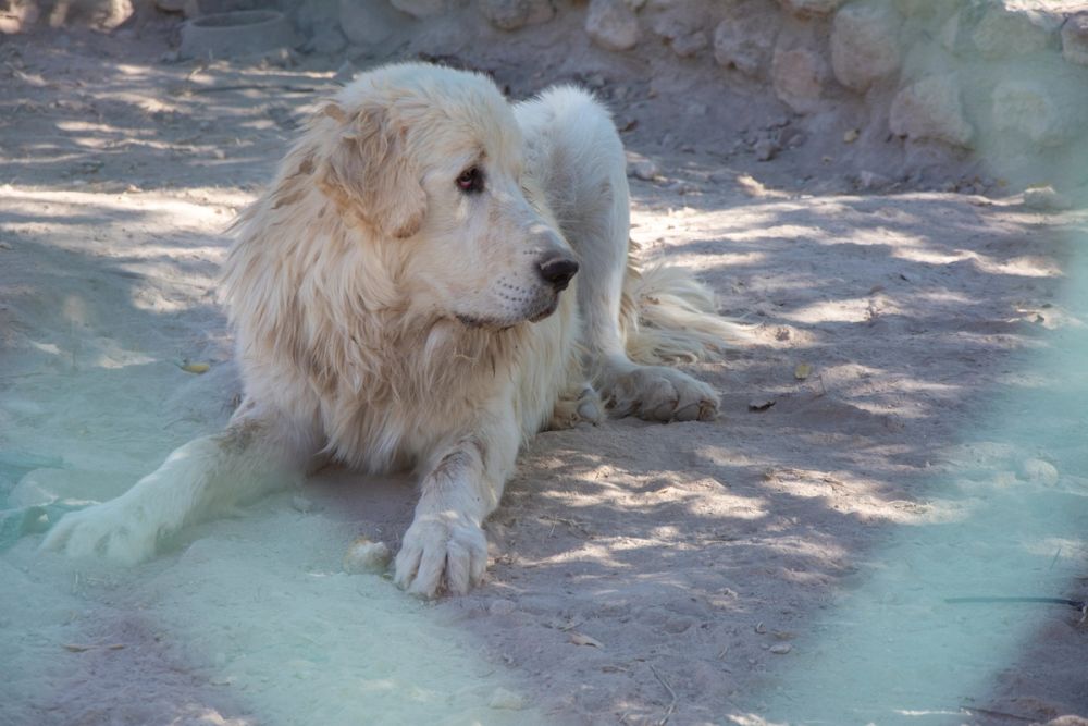 Zoo de Lillo 03-09-2022
