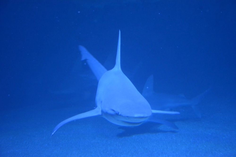 Oceanografic 2022