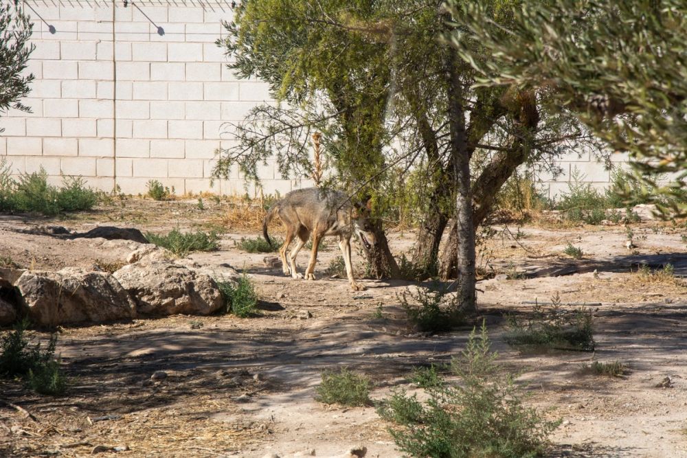 Zoo de Lillo 03-09-2022