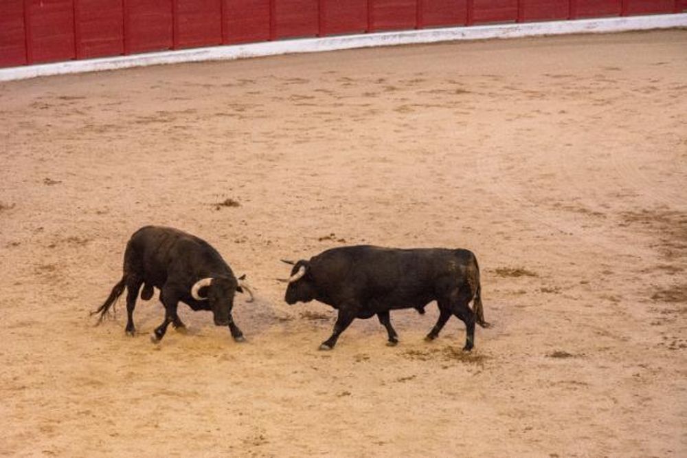 Toros en Colmenar Viejo 22-08-2019