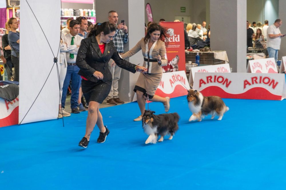 Exposicion canina (ciudad real) 01-06-2024