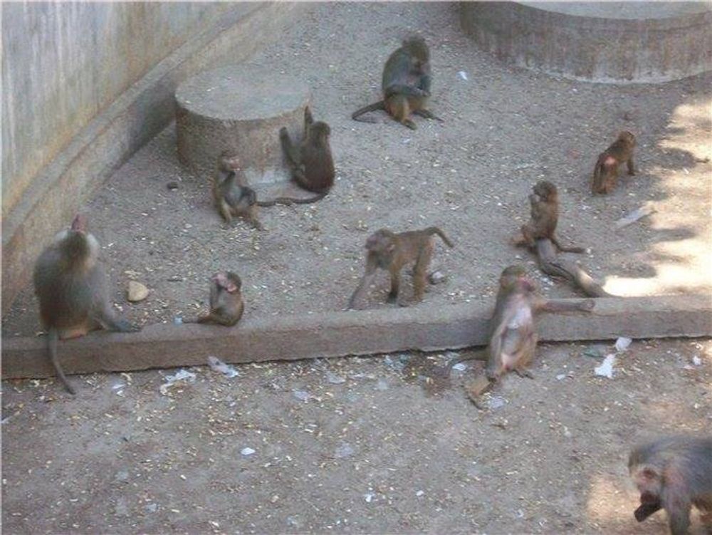 zoo 2010