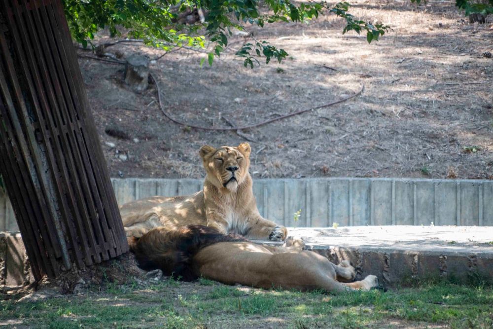 Zoo 29-07-2026