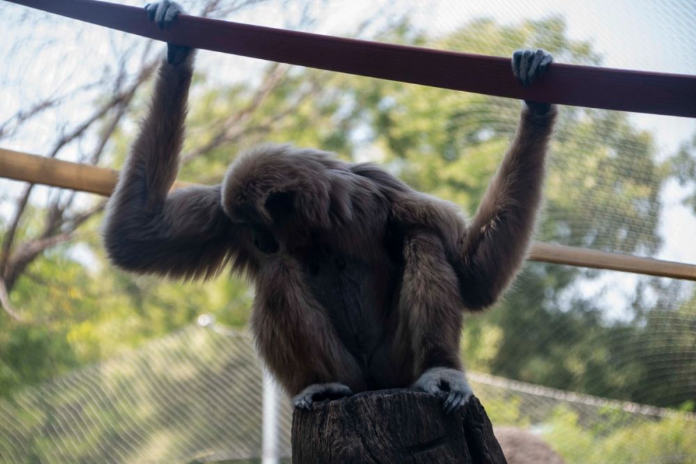 Zoo 29-07-2026