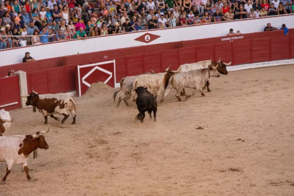 Toros en Colmenar Viejo 22-08-2019