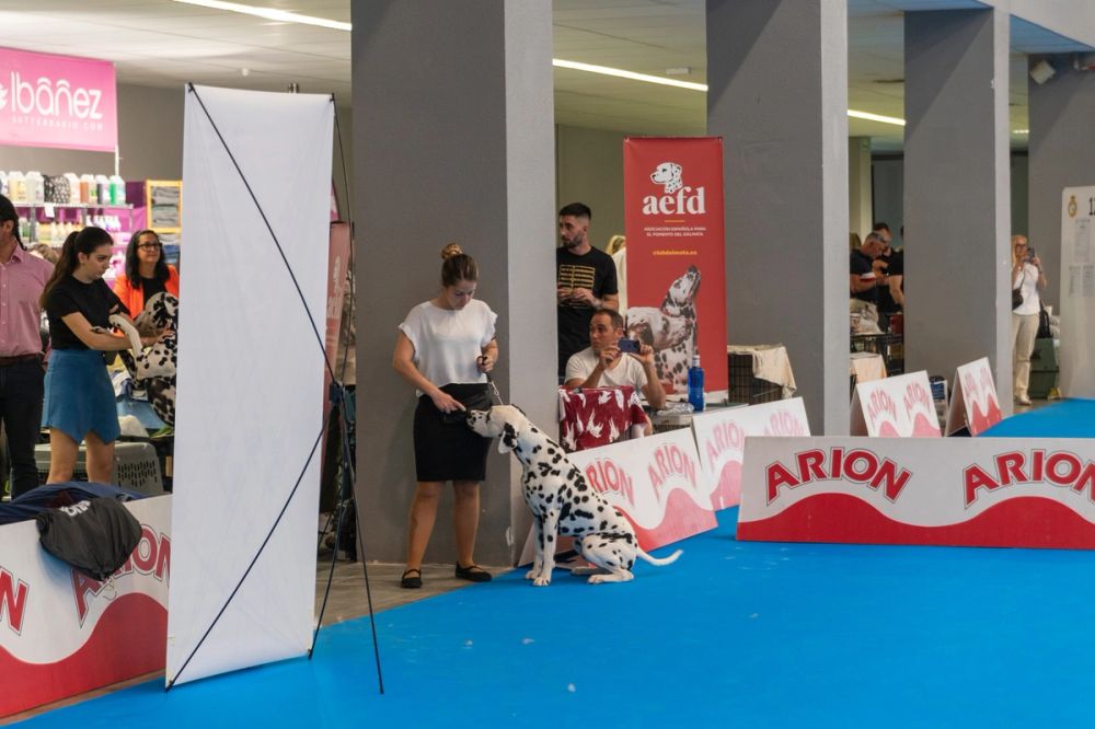 Exposicion canina (ciudad real) 01-06-2024