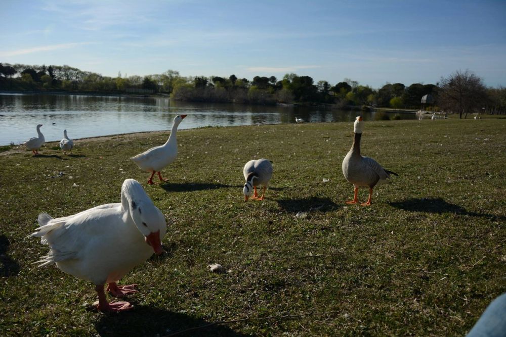 Ocas, patos y carpas en parque polvoranca (Leganes) 18-03-2017