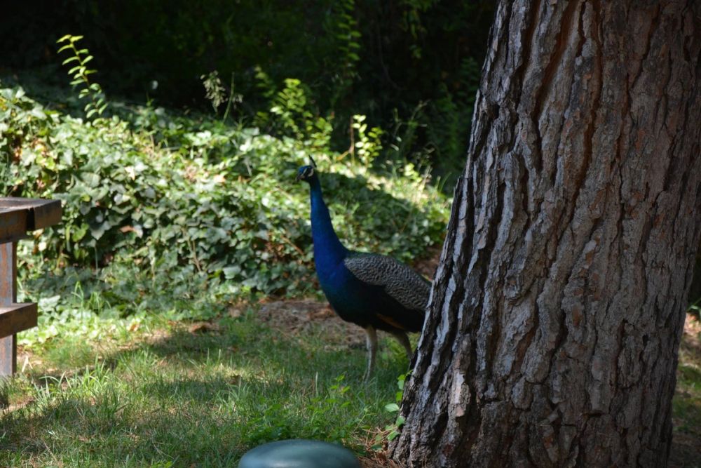 zoo 07-07-2018