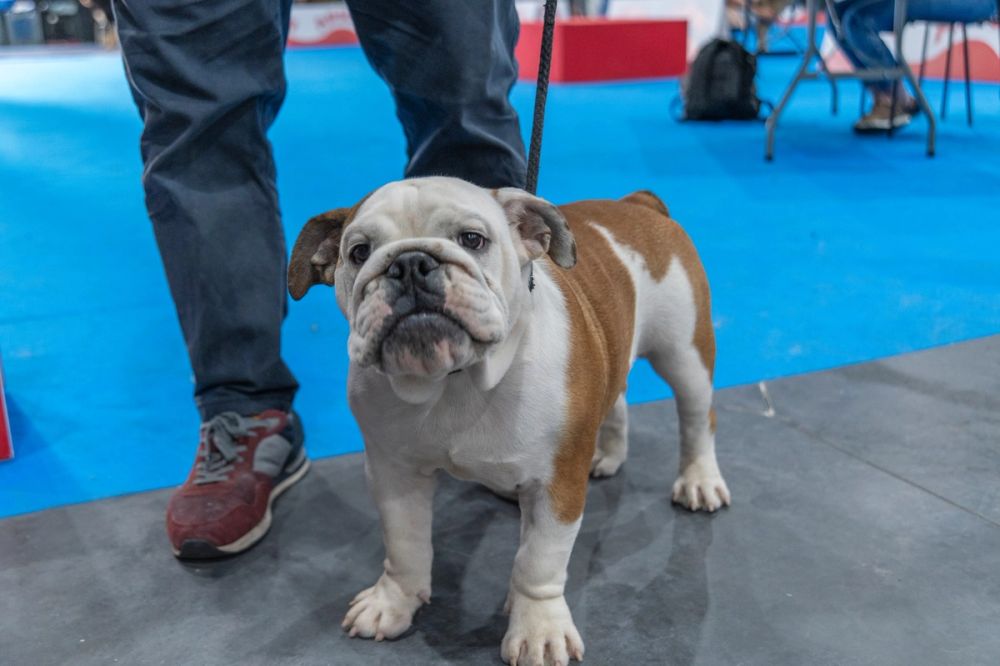 Perretes de la Exposicion canina (ciudad real) 02-06-2024