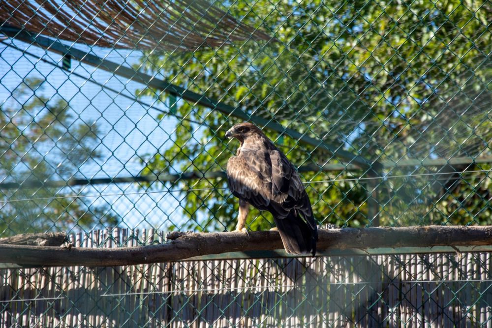 Zoo de Lillo 03-09-2022