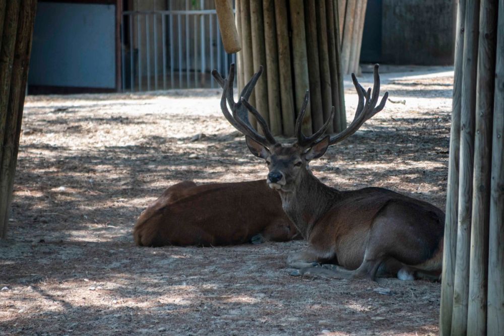 Zoo 29-07-2026
