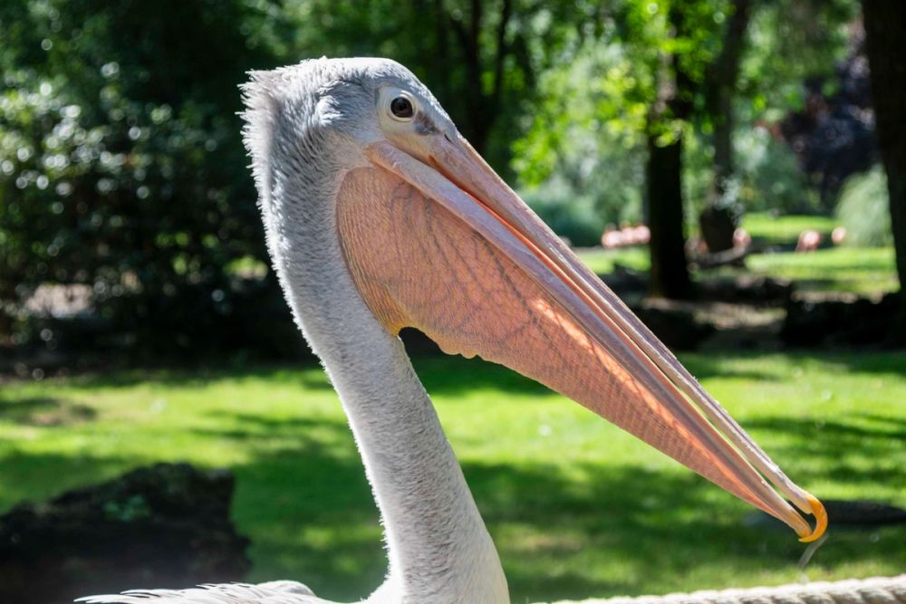 Zoo 29-07-2026