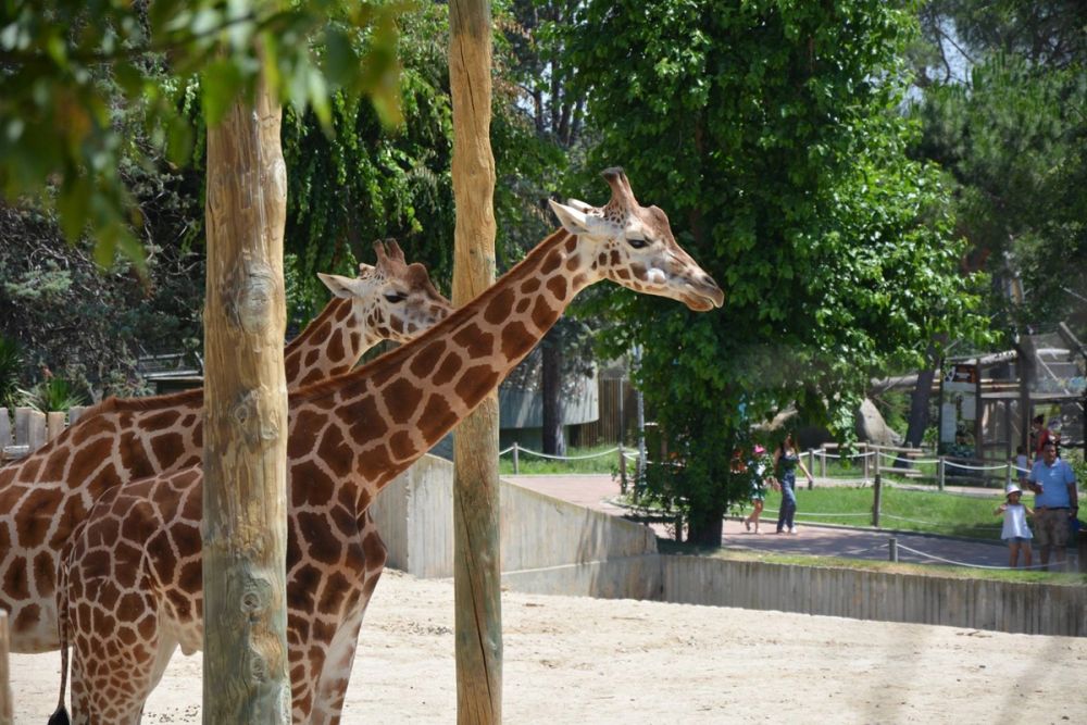 zoo 07-07-2018