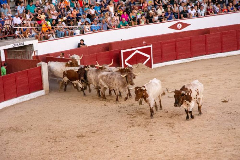 Toros en Colmenar Viejo 22-08-2019