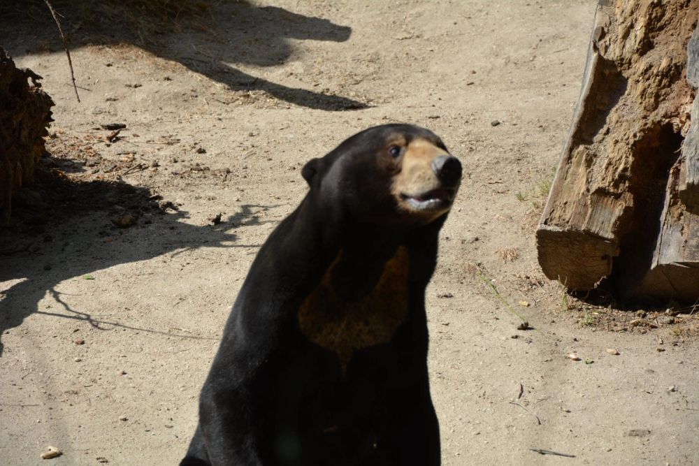 zoo 07-07-2018