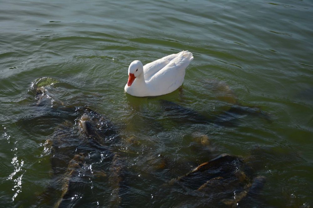 Ocas, patos y carpas en parque polvoranca (Leganes) 18-03-2017