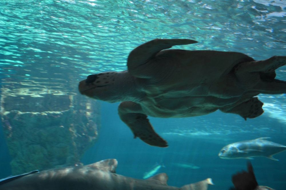 zoo 07-07-2018