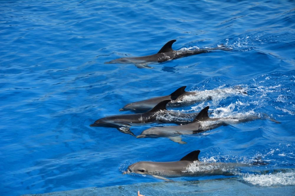 Oceanografic 2022