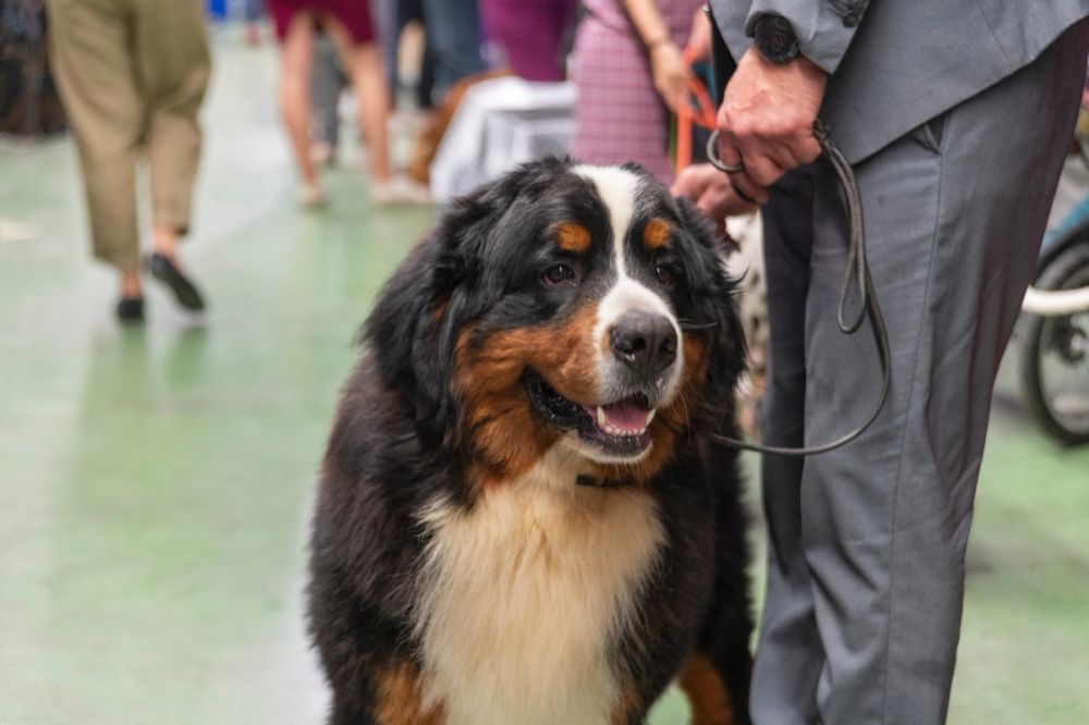 Perretes de la Exposicion canina (ciudad real) 01-06-2024
